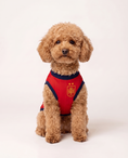 Load image into Gallery viewer, Spain Champion Jersey
