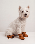 Load image into Gallery viewer, White dog wearing brown dog boots on a white background
