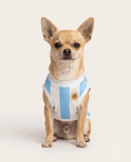 Load image into Gallery viewer, Dog wearing an Argentina flag shirt on a white background