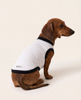 Load image into Gallery viewer, Small dog wearing a white shirt with black trim on a beige background