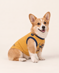 Load image into Gallery viewer, Lightning Runner Superhero Dog Halloween Costume