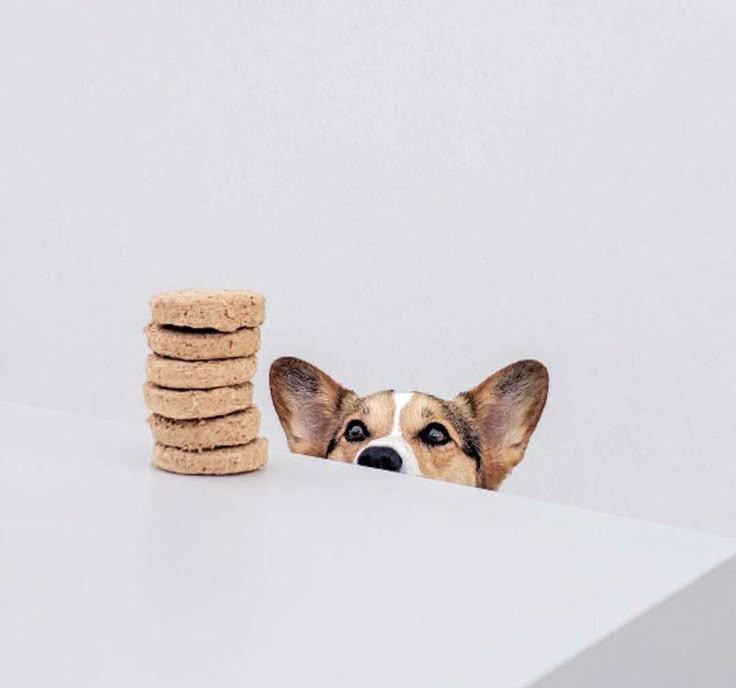 Healthy Snacks for Happy Dogs