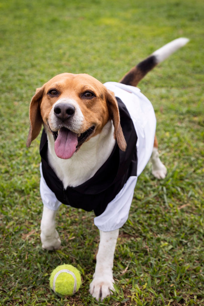 When Do Dogs Need Jackets? Cold Weather Guide