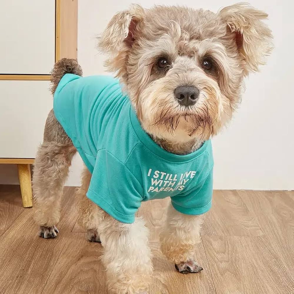 Stylish Dog Shirts: Everyday Dog Shirts That Fit Real Life