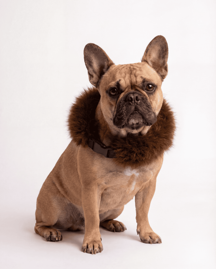 Dark Alpaca Fur Collar