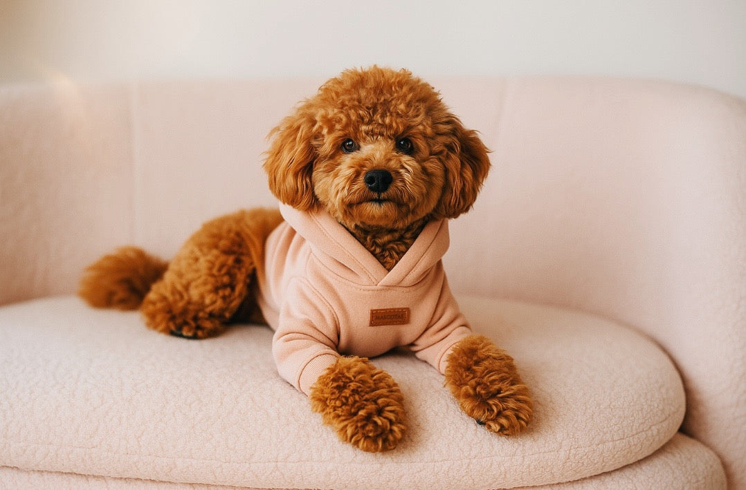 Modern Dog Outfits: Smart Casual Dog Clothes You Can Buy Online
