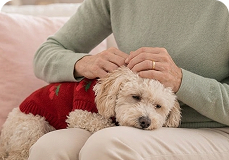 Sweaters for small dogs