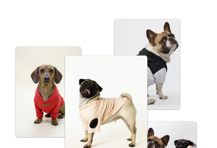 What Does “Mascota” Mean - And Why It Perfectly Describes Your Dog