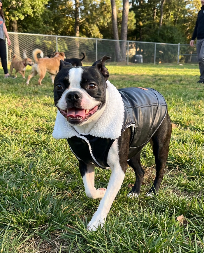 dog winter jacket