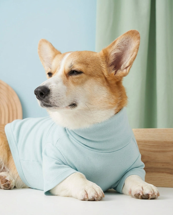 Eco-Friendly Best Dog Apparel for Stylish Everyday Use - Mascotas