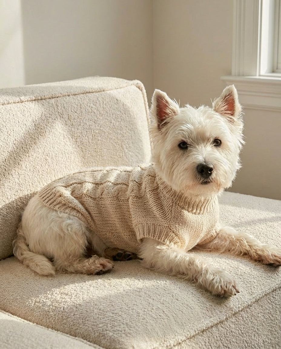 A Complete Guide to High Quality Dog Sweaters for Everyday Warmth