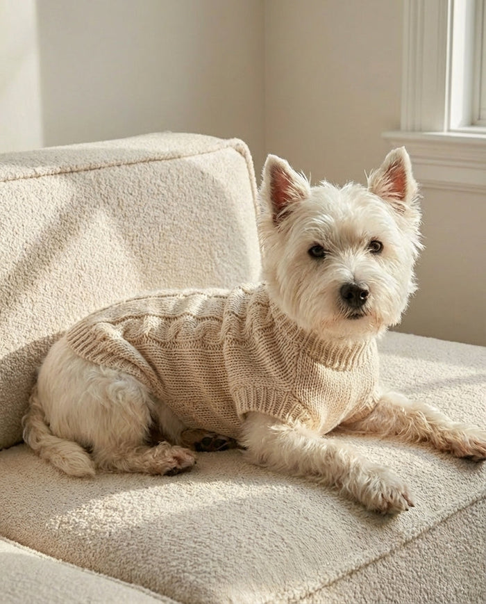 A Complete Guide to High Quality Dog Sweaters for Everyday Warmth