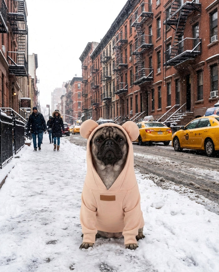 Best Dog Hoodies for Small Dogs in Winter