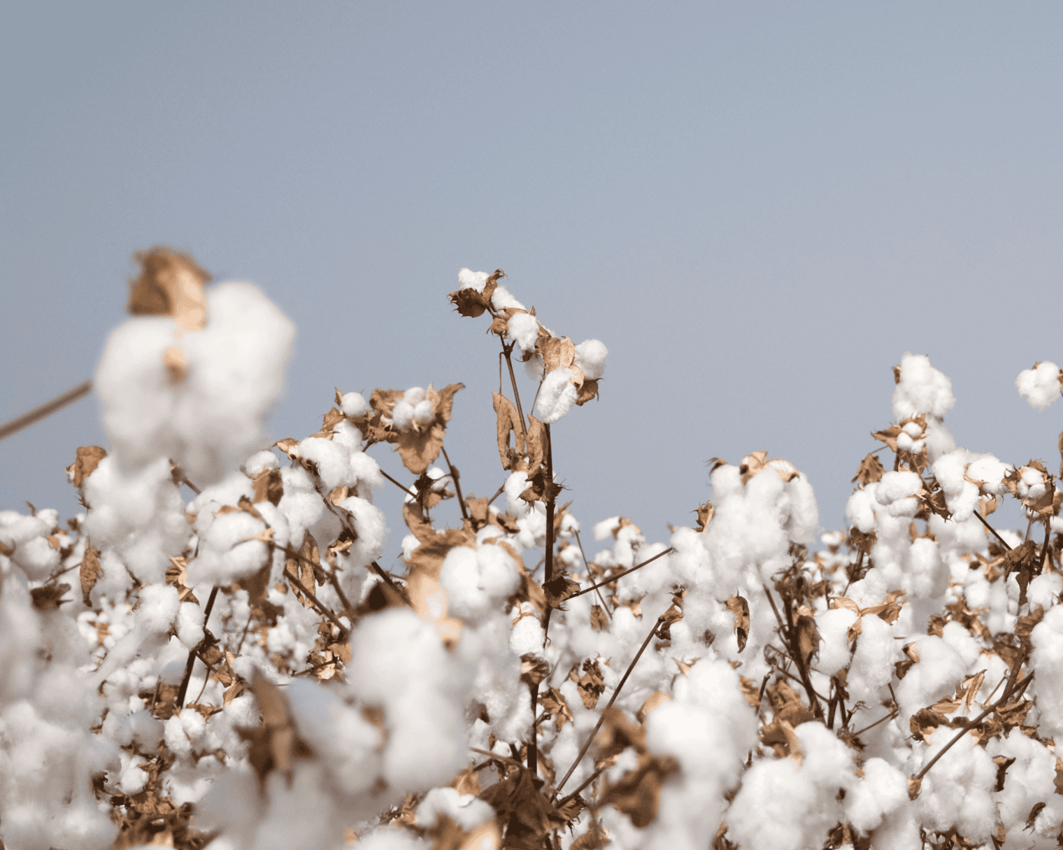 Why We Chose Pima Cotton (and Why It Matters)