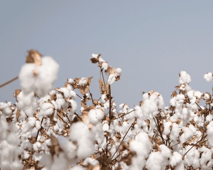 Why We Chose Pima Cotton (and Why It Matters)