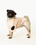 Load image into Gallery viewer, Pug wearing a light pink - Mascotas High-Neck Shirt for dog 
