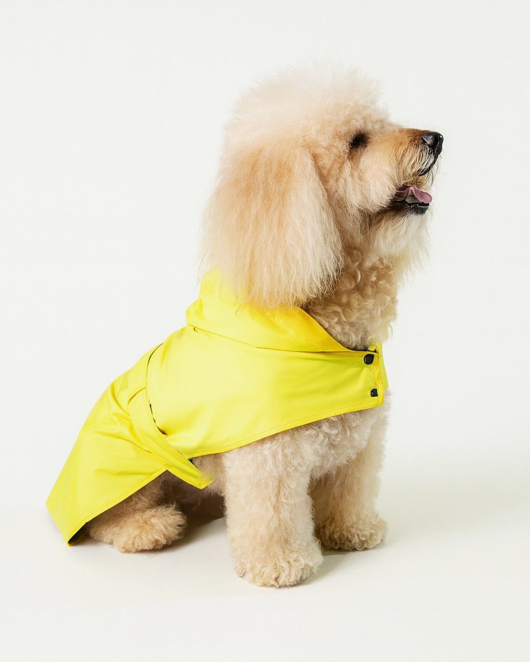 Small dog wearing a yellow raincoat - Rainy Shield designer dog Jacket 