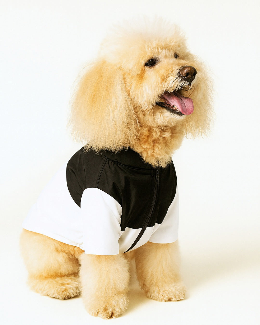 Dog wearing a black and white outfit on a white background