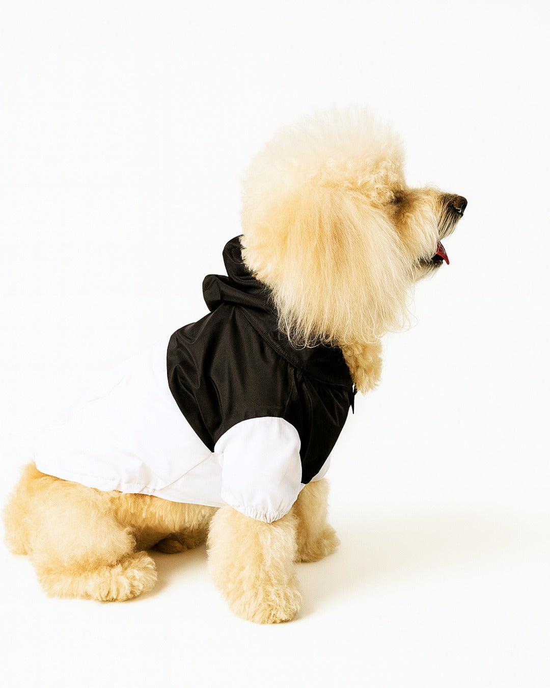 Dog wearing a black raincoat with white trim on a white background