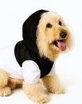 Load image into Gallery viewer, Dog wearing a black hoodie with a white shirt underneath on a white background
