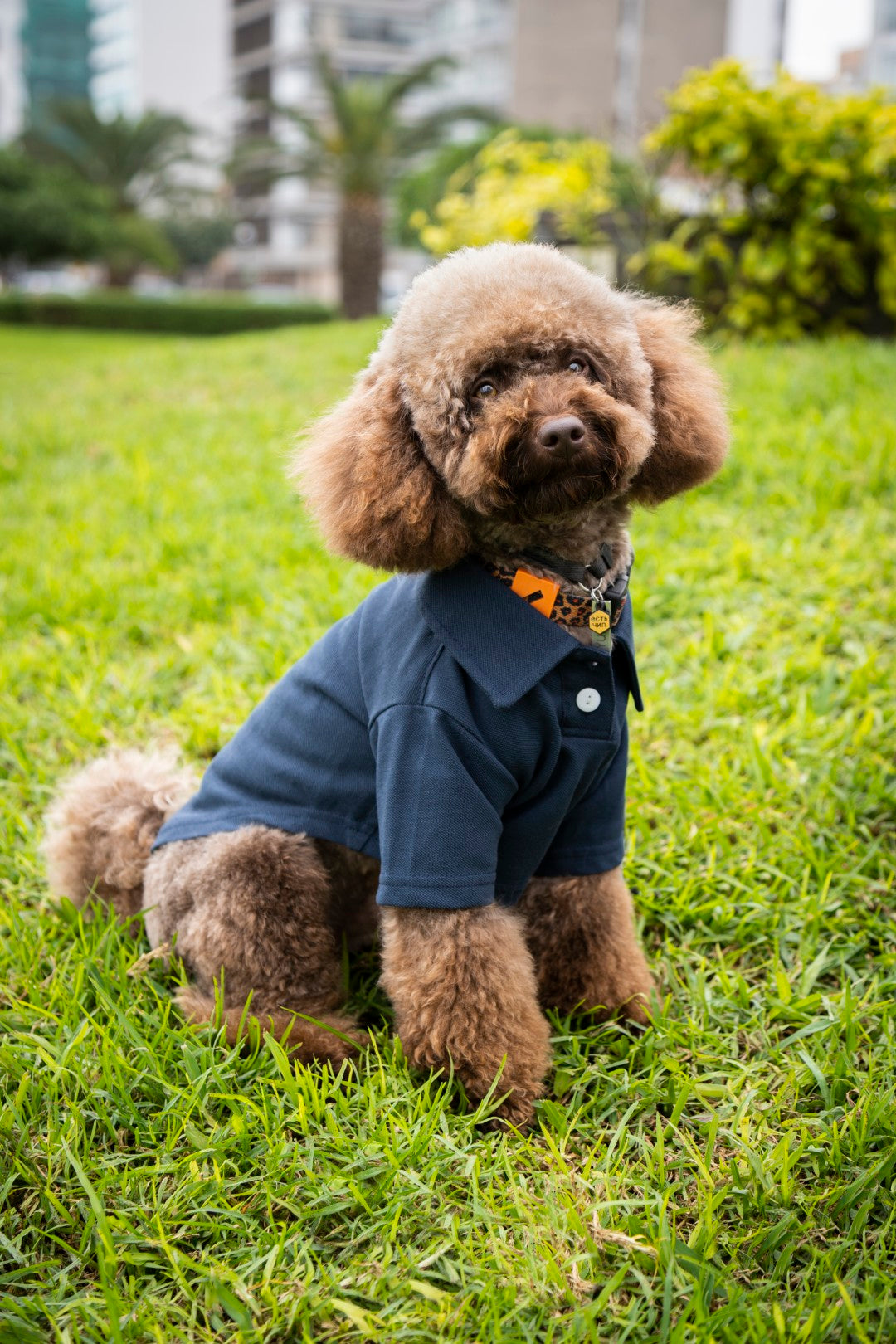 Timeless Pique Polo