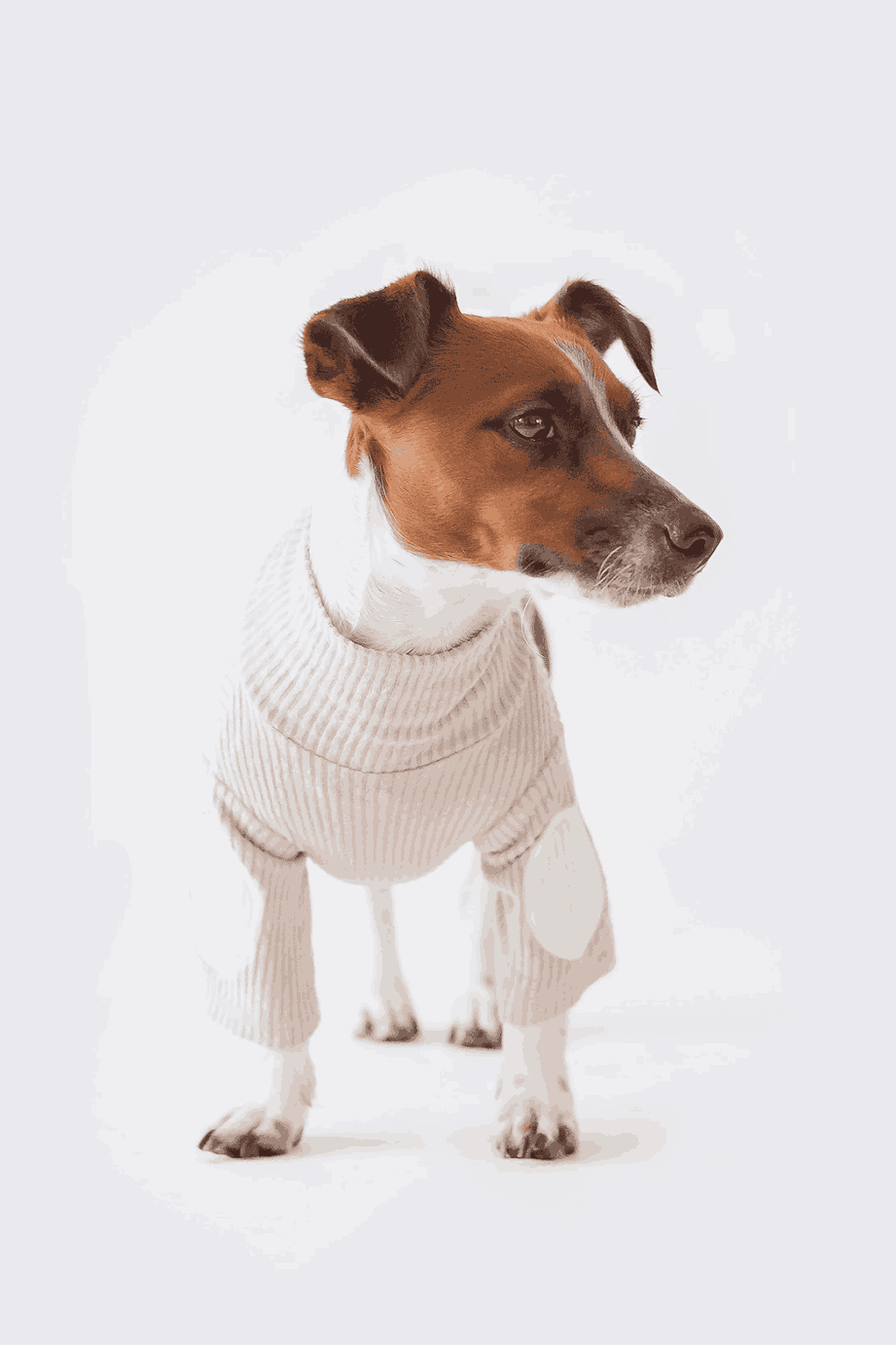 The Buddy Shirt For Dog Online Shirt For Dog Mascotas Canada