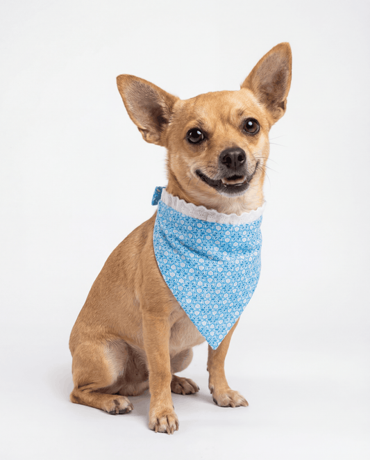 Small dog wearing a blue bandana with white patterns on a white background