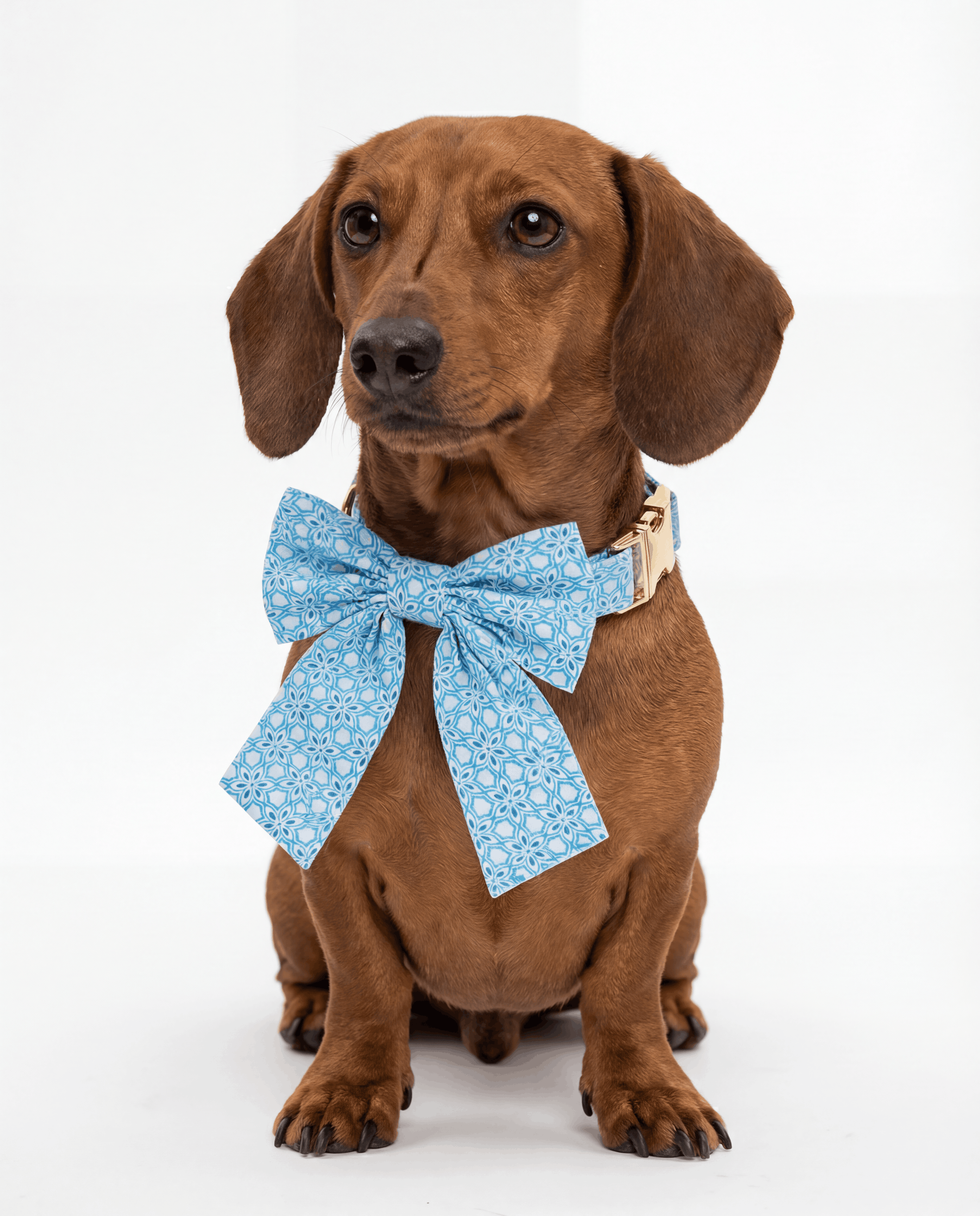 Brown dog wearing a blue bow tie on a white background