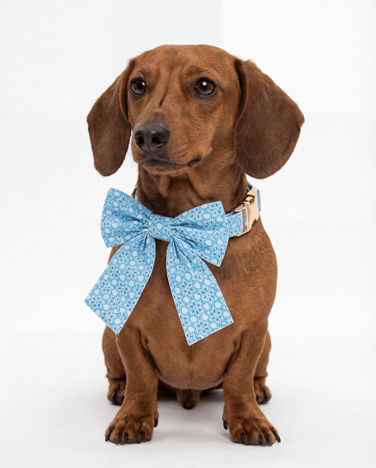 Brown dog wearing a blue bow tie on a white background
