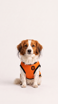 Load image into Gallery viewer, Oranje (Netherlands)
