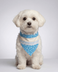 Load image into Gallery viewer, Small white dog wearing a blue patterned bandana on a light gray background
