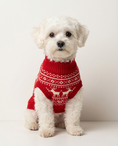 Load image into Gallery viewer, Small white dog wearing a red sweater with reindeer design on a light background
