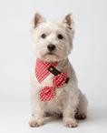 Load image into Gallery viewer, White dog wearing a red checkered bow tie and harness on a white background
