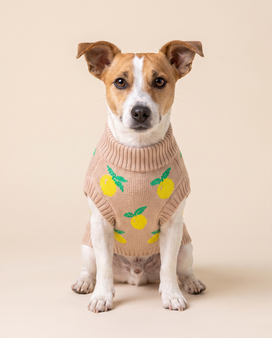 Lemon Cream Knit - Baby Alpaca Dog Sweater