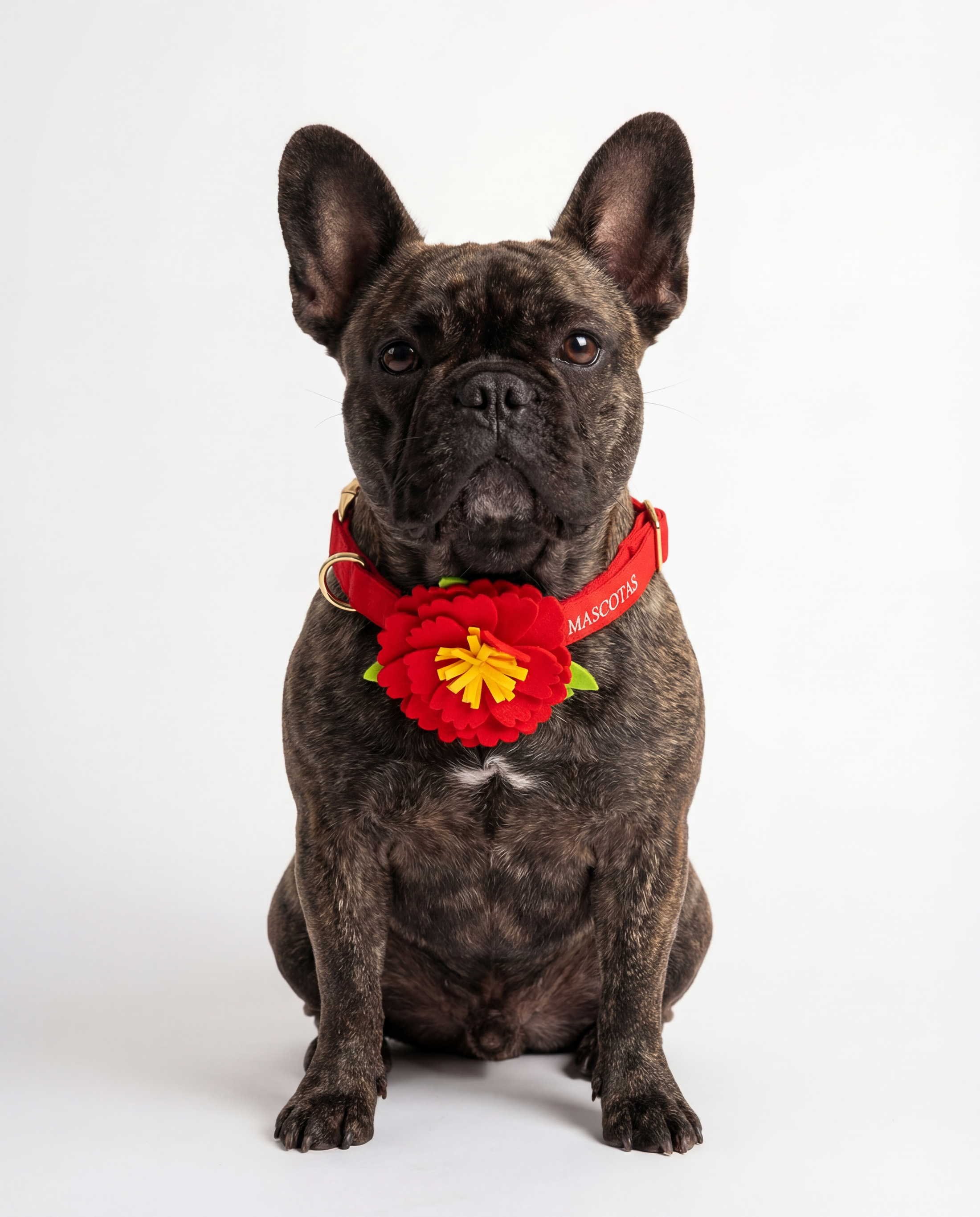 Dog wearing a red collar with a floral accessory on a white background