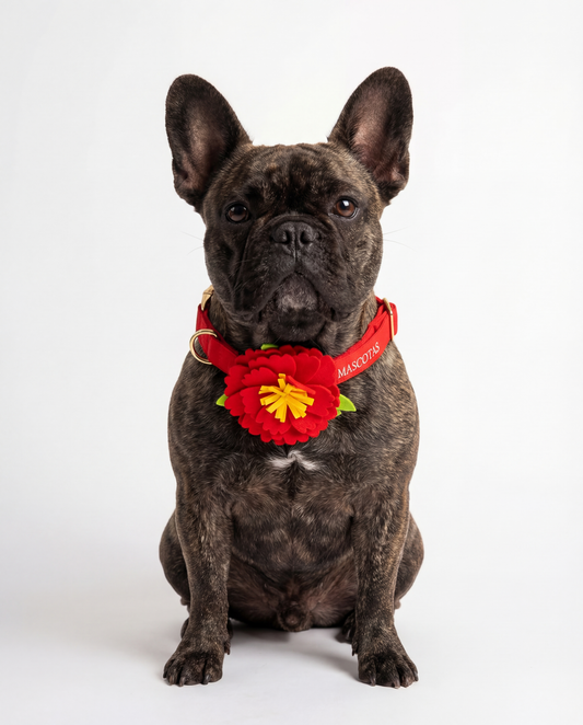 Dog wearing a red collar with a floral accessory on a white background