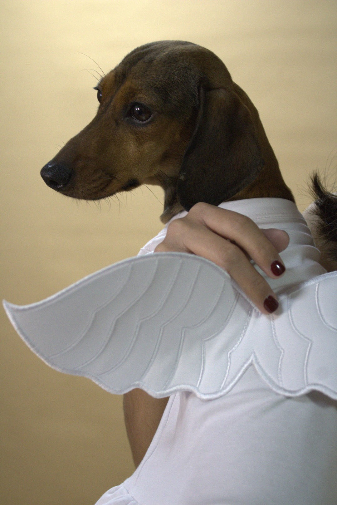 Halloween Angel