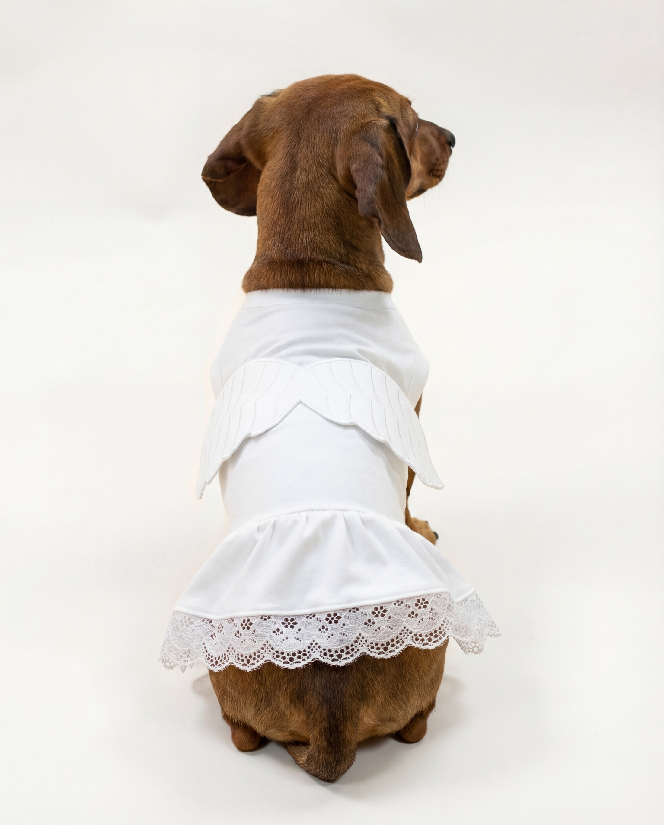 Halloween Angel - Cute Dog Costume