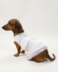Load image into Gallery viewer, Halloween Angel - Cute Dog Costume
