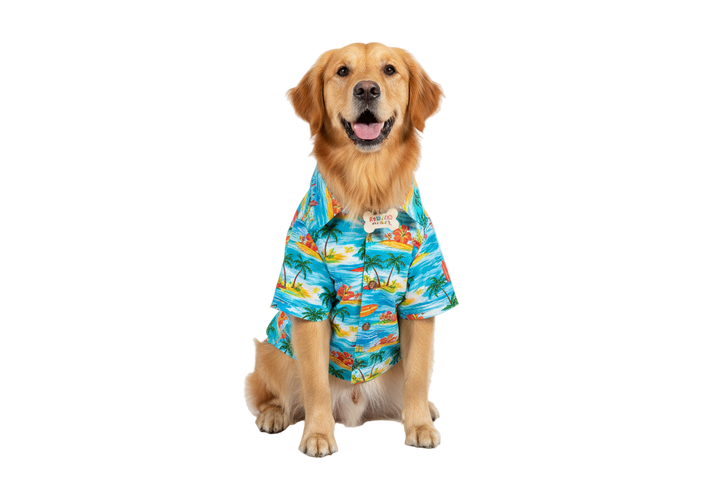 dog wearing a shirt