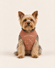 Sagittarius Zodiac Pima Cotton Dog Shirt