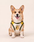 Golden Sidekick Superhero Dog Costume with Cape