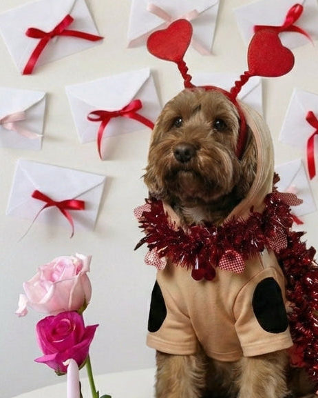 Dog in a costume with heart-shaped antlers and red tinsel, surrounded by gift envelopes and flowers.