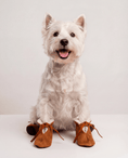 Load image into Gallery viewer, White dog wearing brown shoes on a white background
