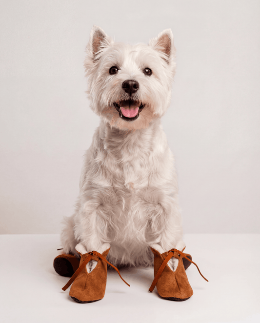 White dog wearing brown shoes on a white background
