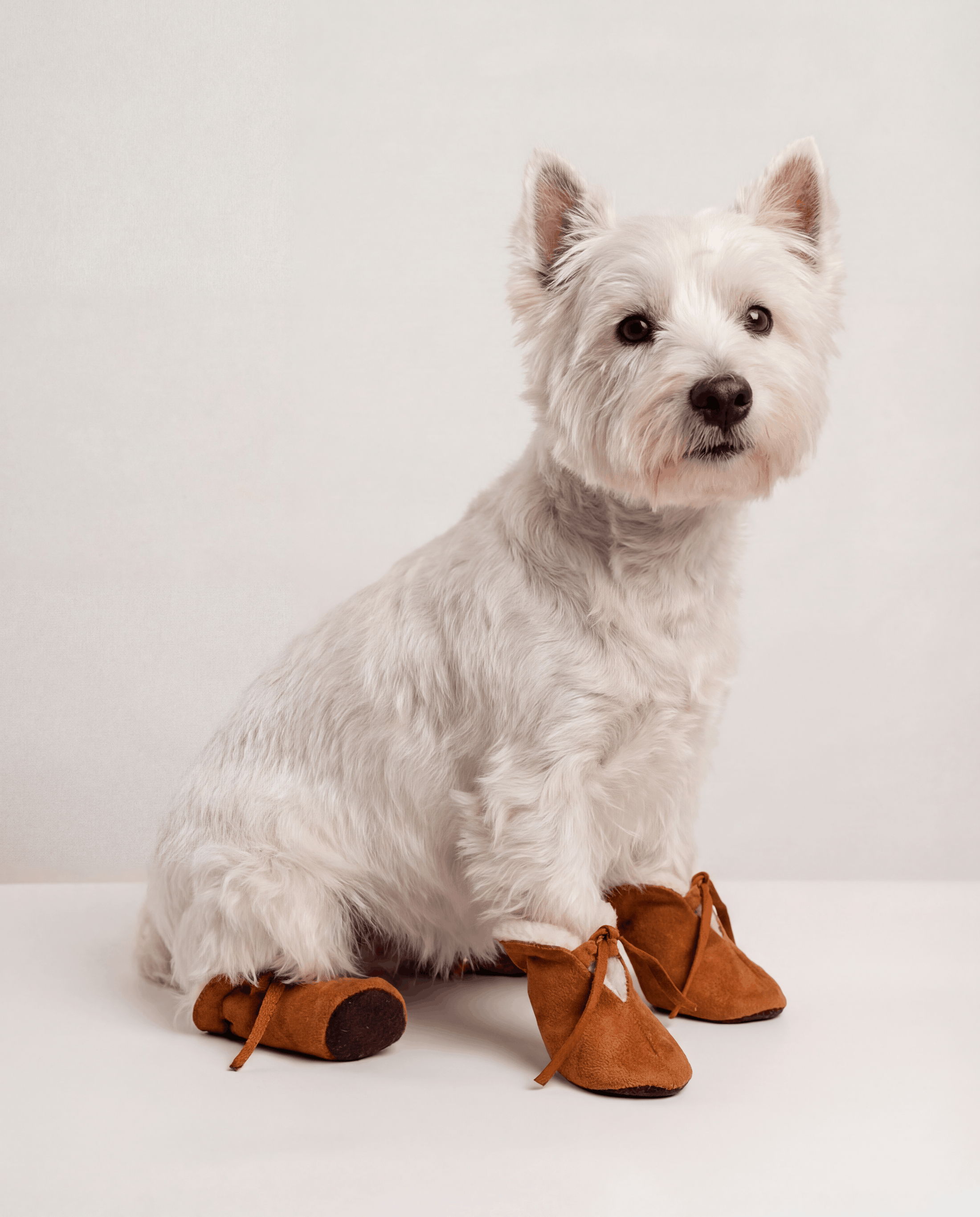 White dog wearing brown dog boots on a white background