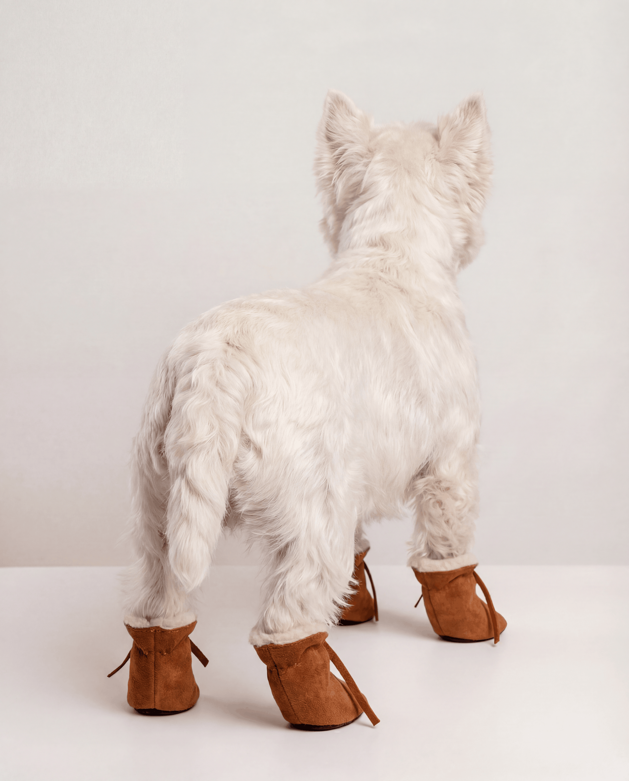 White dog wearing brown shoes on a plain background
