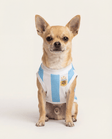 Dog wearing an Argentina flag shirt on a white background