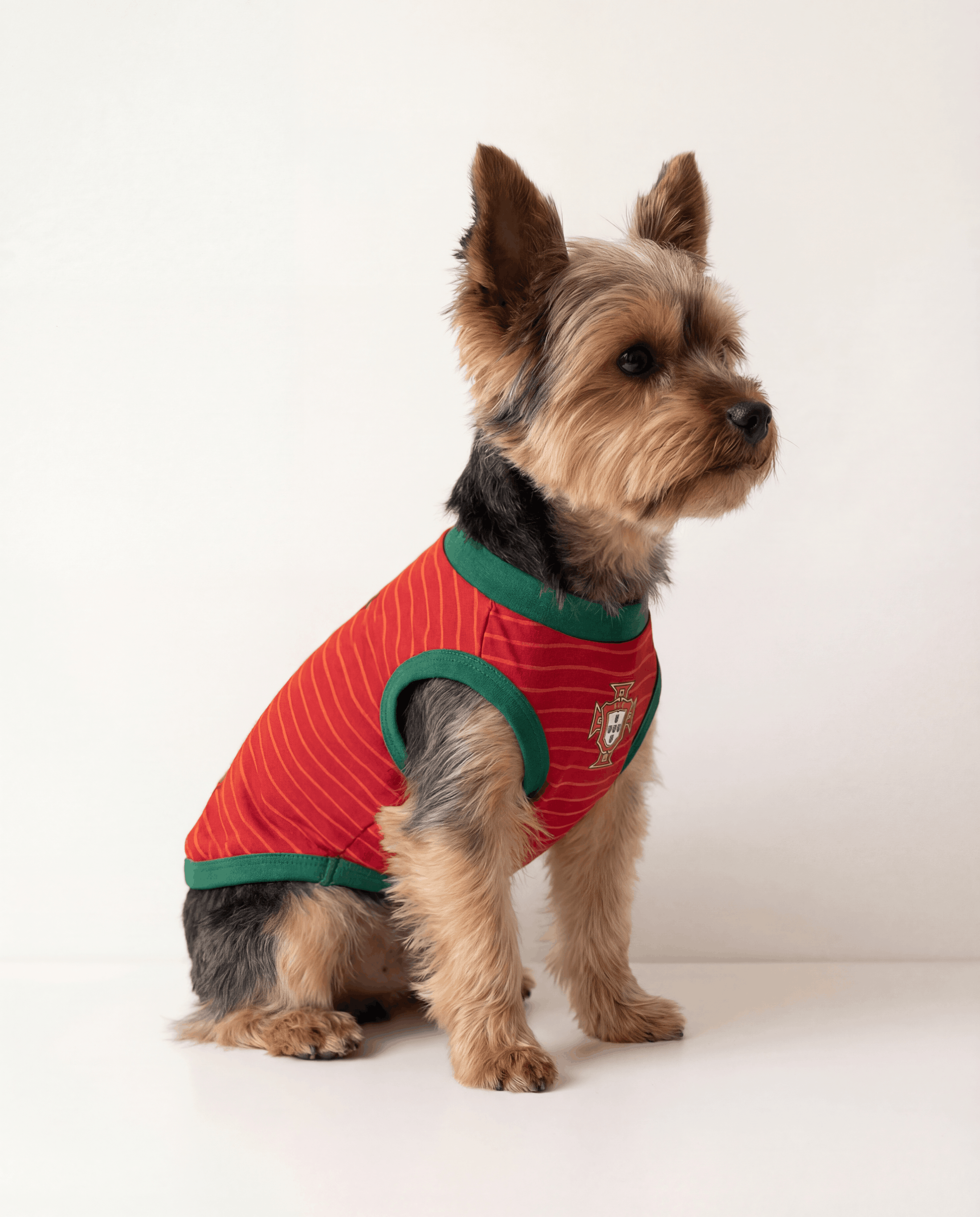 Small dog wearing a red and green striped shirt with a logo on a white background