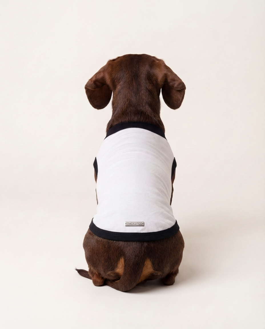 Dog wearing a white shirt with black trim on a light background